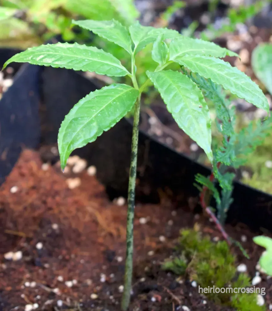 Amorphophallus Hewittii - Bild 2
