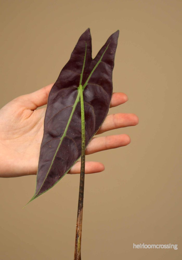 Alocasia longiloba 'silver' - Bild 2