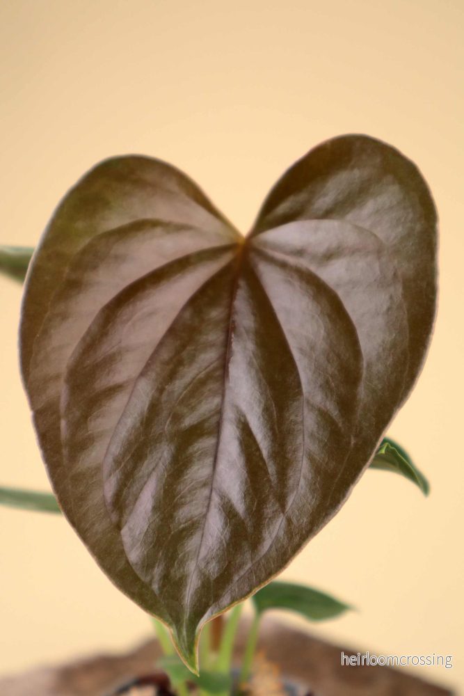 Anthurium chamberlainii - Bild 2