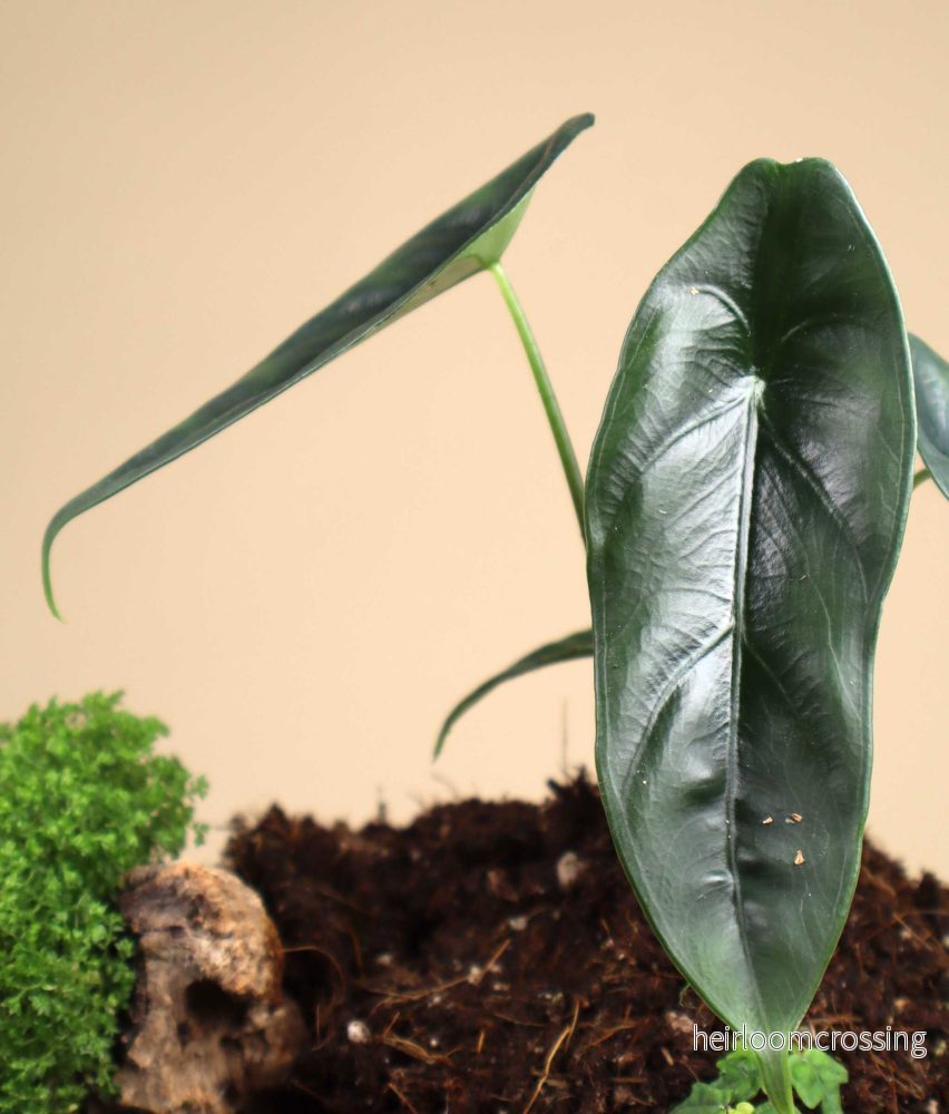 Alocasia venusta - Bild 2