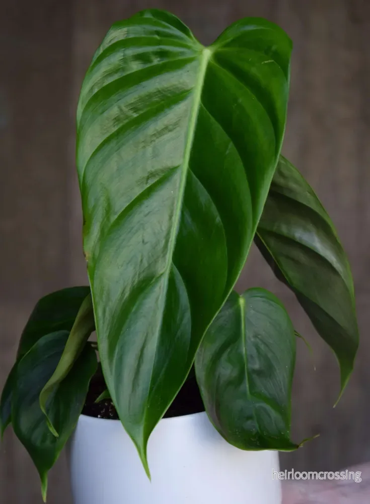 Philodendron Esmeraldense - Bild 2