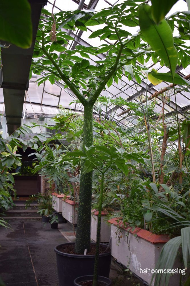 Amorphophallus titanum 'jätteknölkalla'
