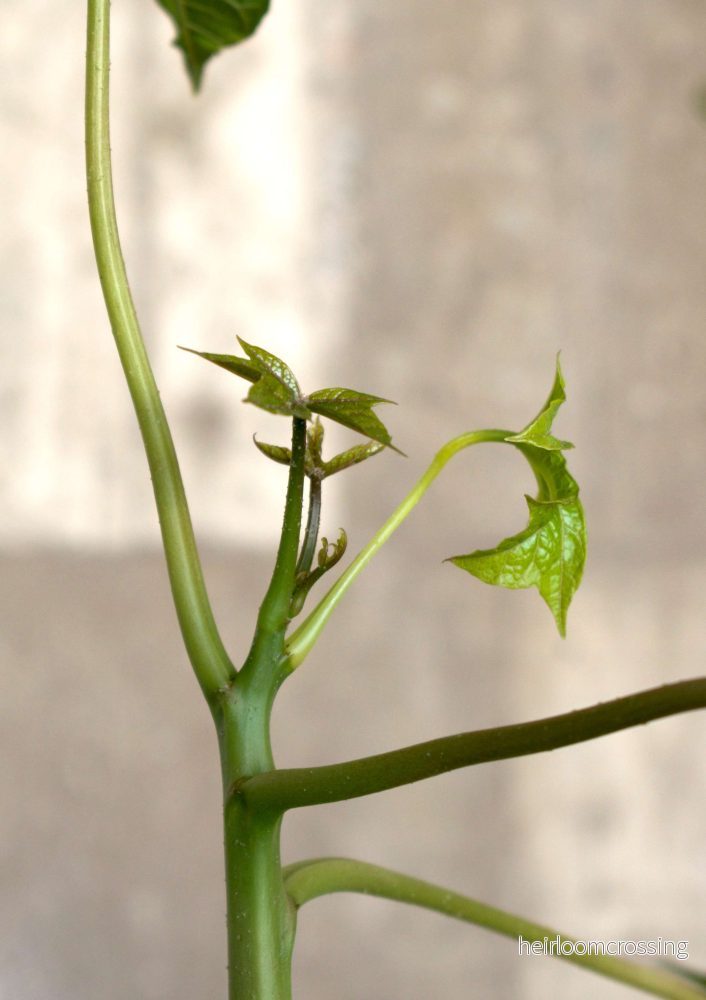 Babaco Papaya, köldtålig - Bild 3