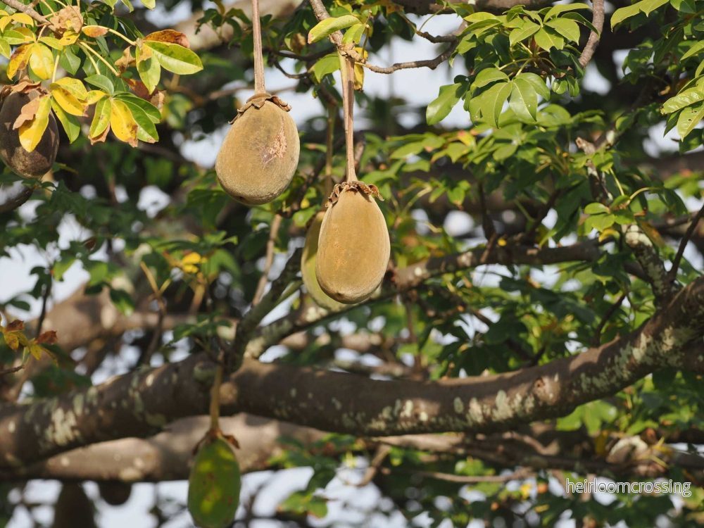 Afrikansk baobab 'Adansonia digitata' - Bild 2