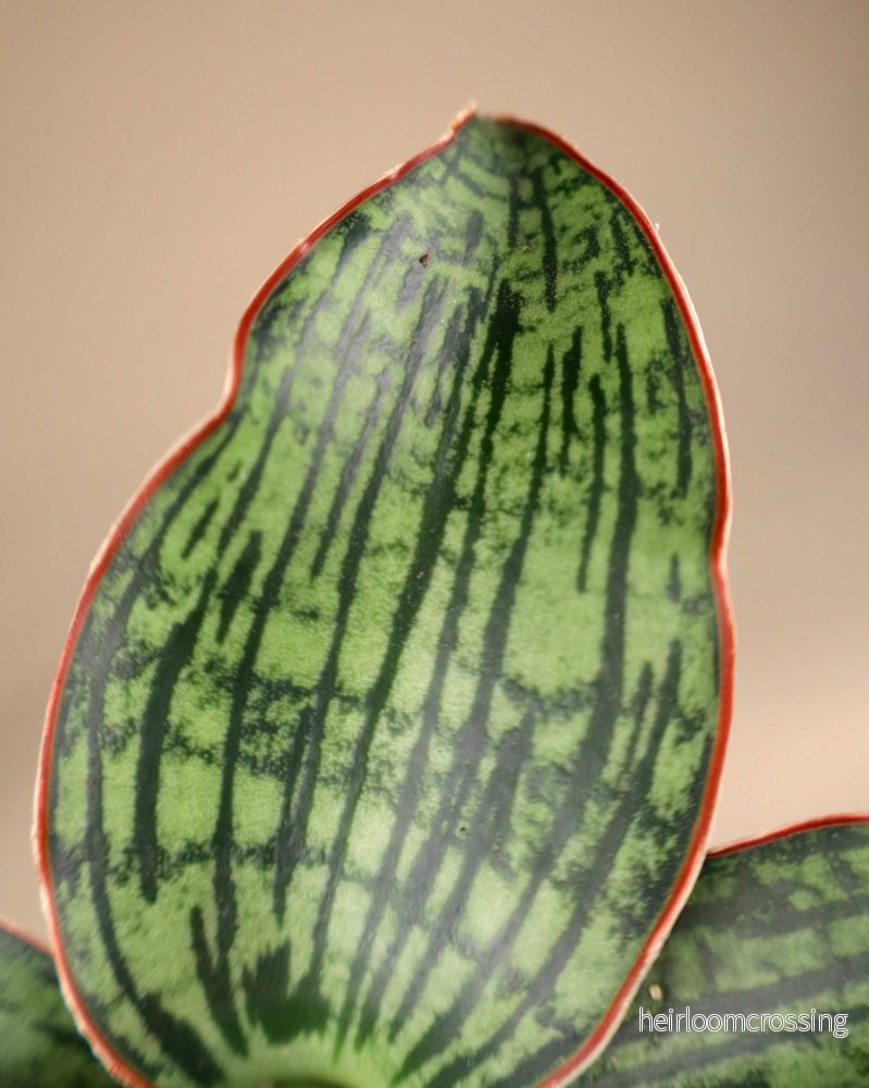 Sansevieria 'Cleopatra' - Bild 2