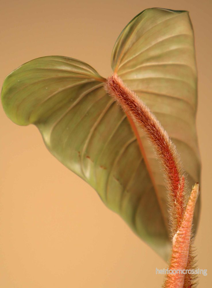 Philodendron serpens - Bild 2
