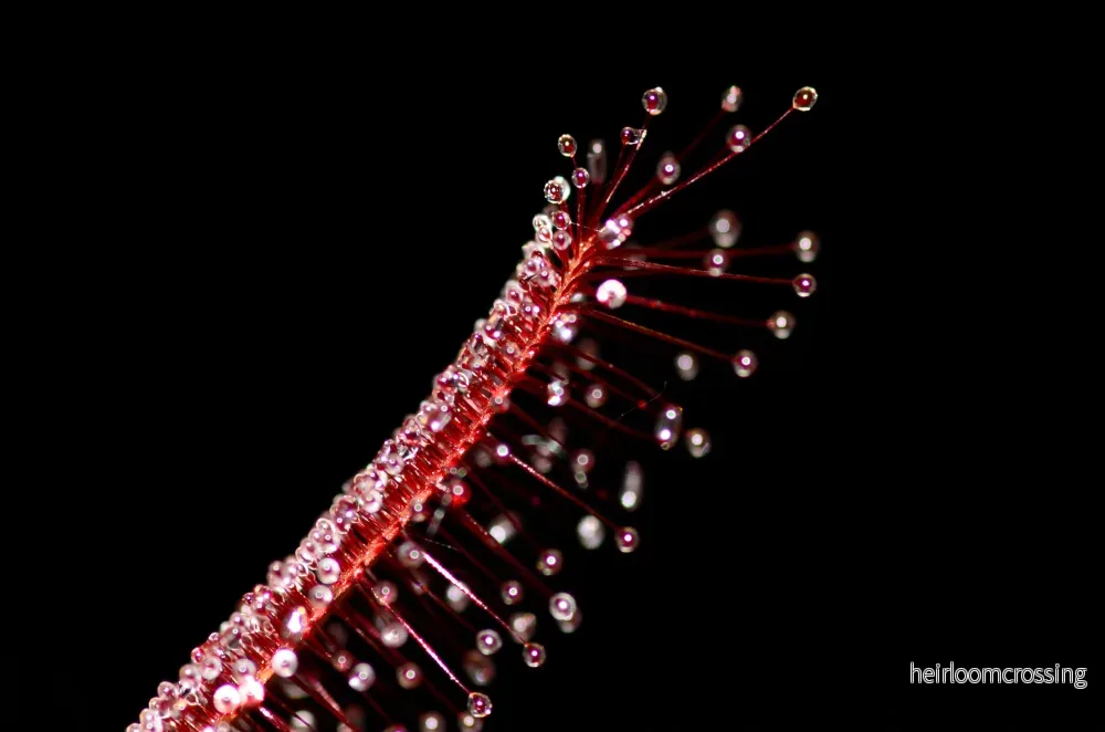 Sileshår (Drosera capensis "röd") - Bild 3