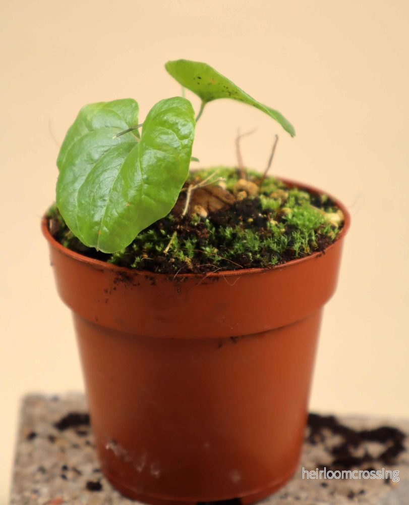 Dioscorea elephantipes - Bild 3