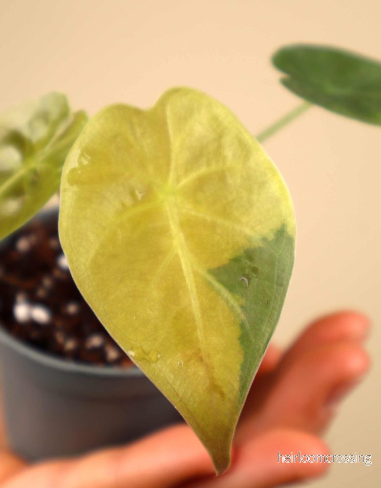 Alocasia wentii aurea variegata - Bild 2