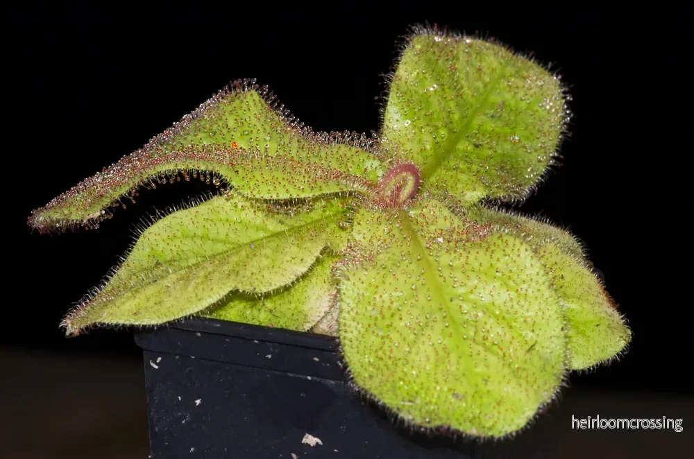 Queensland Sundew (Drosera schizandra) Queensland Sundew (Drosera schizandra)