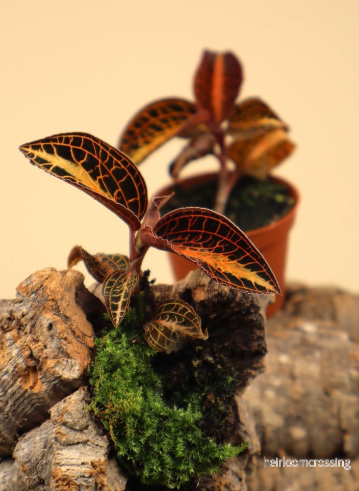 Anoectochilus albolineatus | Juvelorkidé Anoectochilus albolineatus | Juvelorkidé