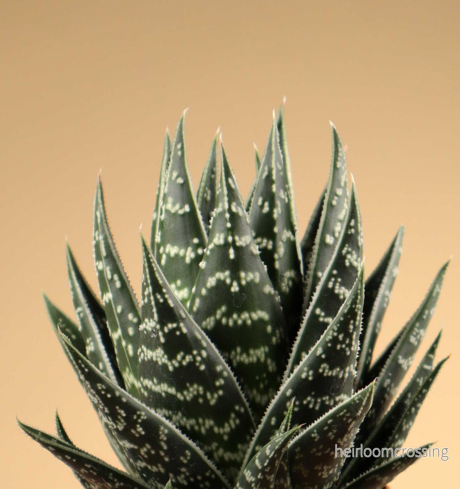 Aloe variegata ‘Tiki Tahi’
