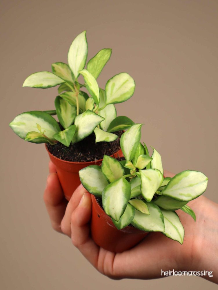 Hoya heuschkeliana variegata