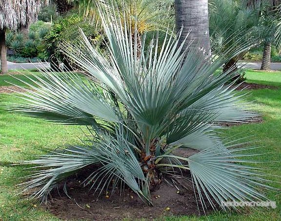 Mazari Palm (Nanorrhops ritchieana) | frön, 10 st.