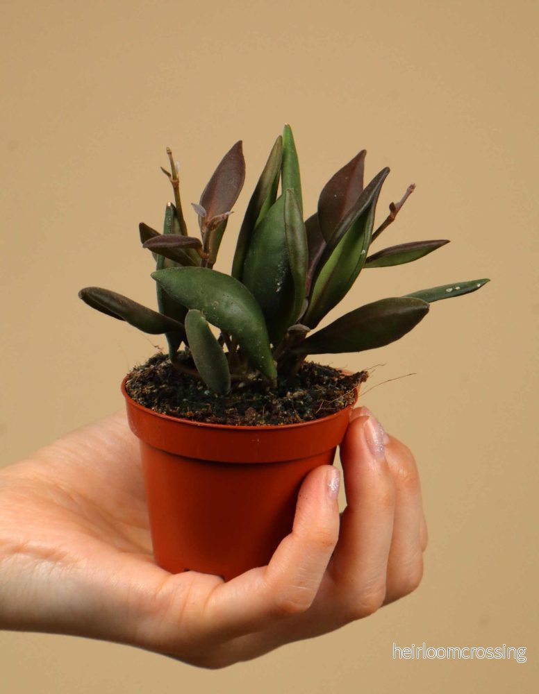 Hoya rosita 'Red Maroon' - Bild 2