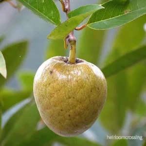 Oxhjärtaäpple (Annona reticulata) | frön, 10 st.