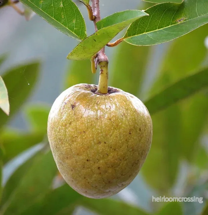 Oxhjärtaäpple (Annona reticulata) | frön, 10 st.