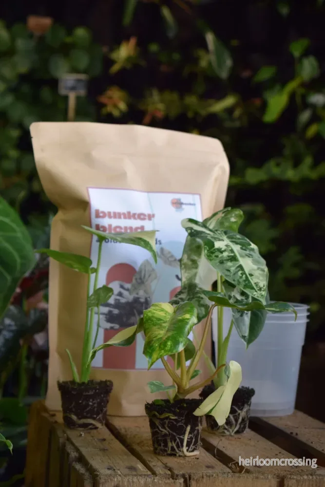 Crazy plant person starter-kit