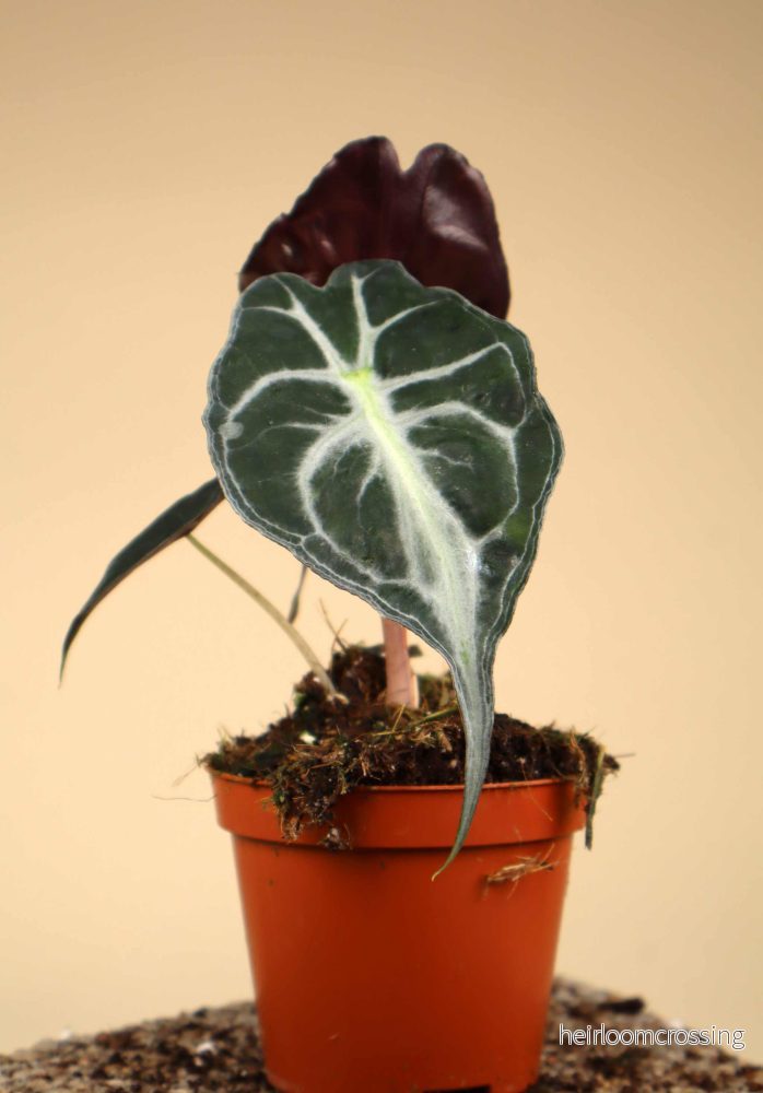 Alocasia 'Venom' - Bild 3