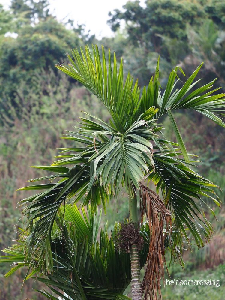 Areca catechu | Betelpalm - Bild 3