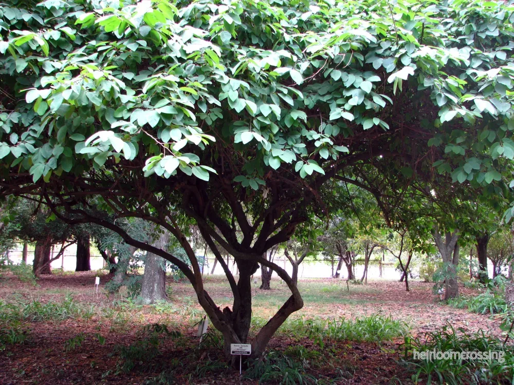 Cherimoya (Annona cherimola) | frön, 10 st. - Bild 3