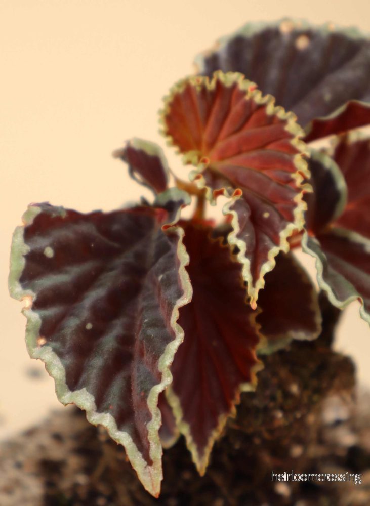 Begonia darthvaderiana 'Green Spot' - Bild 2