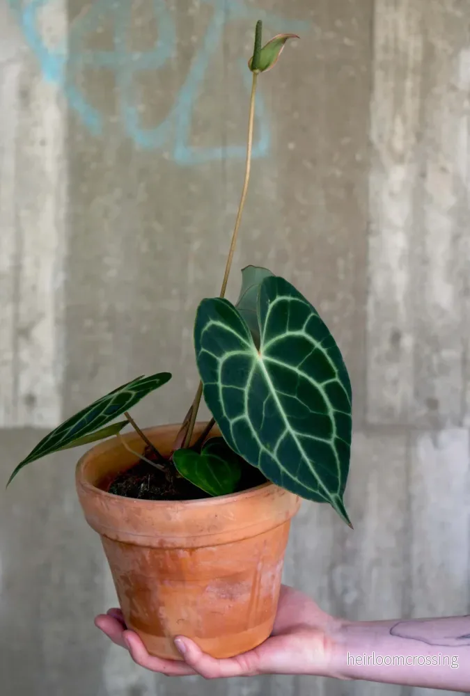 Anthurium clarinervium 'Nervkalla' - Bild 2