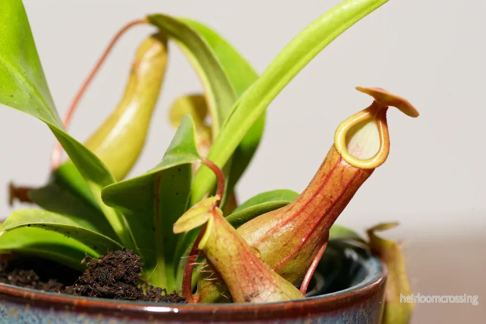 Nepenthes alata (Nepenthes alata) - Bild 2