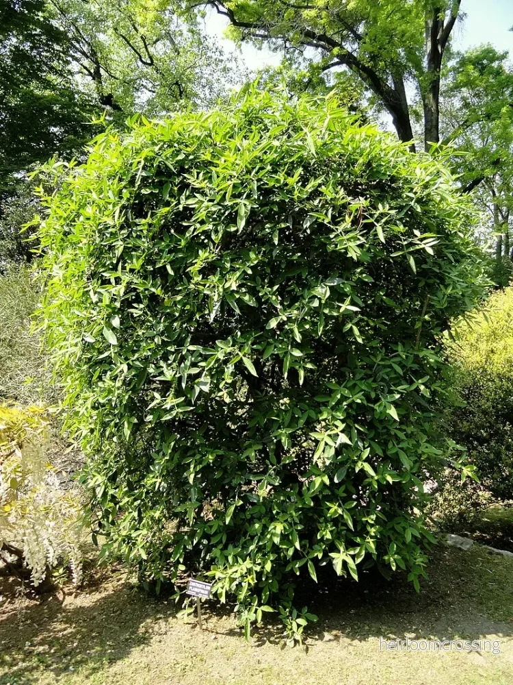 Himalayapepparträd (Zanthoxylum armatum) | frön, 10 st.