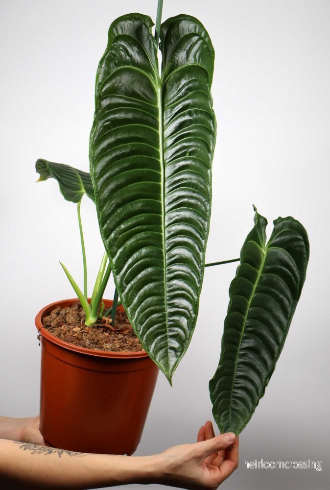 Anthurium veitchii
