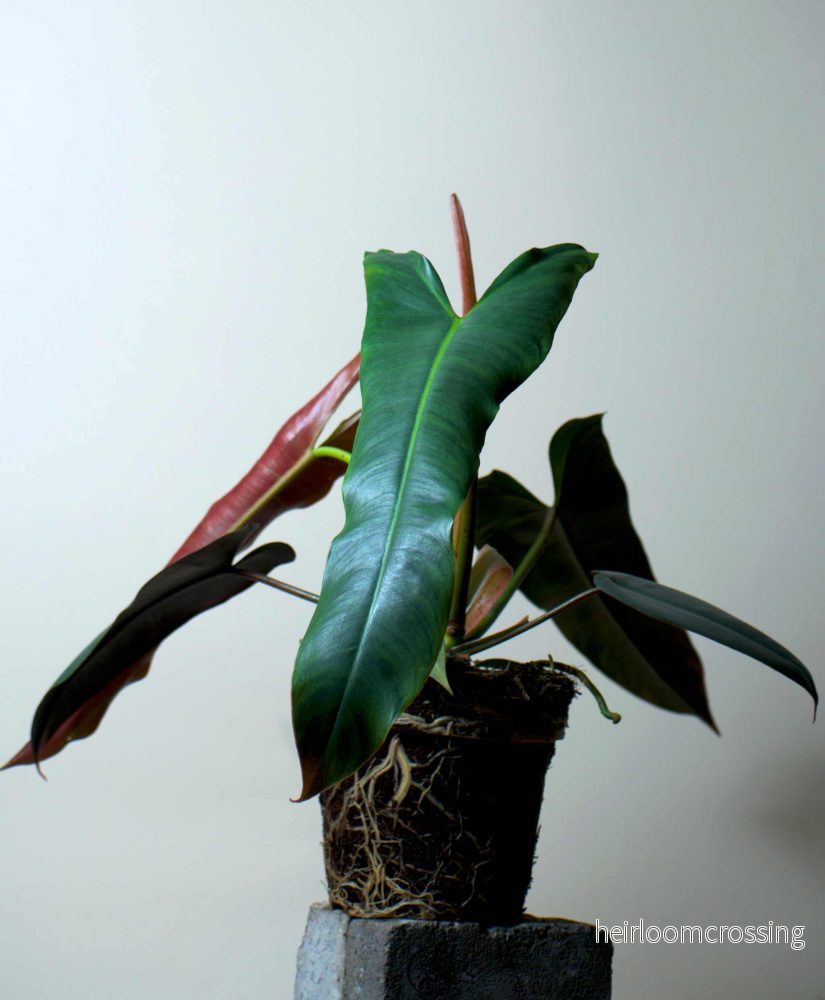 Philodendron atabapoense