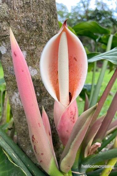 Flingad Philodendron (Philodendron angustilobum) | frön, 10 st. Flingad Philodendron (Philodendron angustilobum) | frön, 10 st.