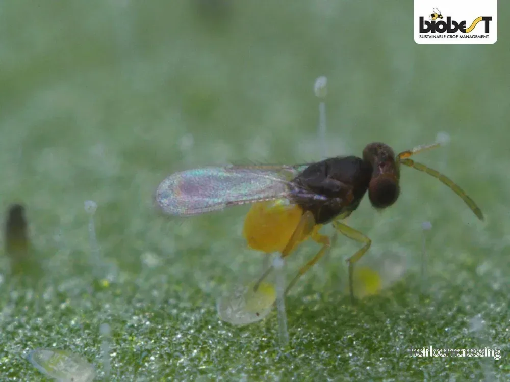 Mellus parasitgetingar (Encarsia formosa) | mot vitflugor - Bild 2