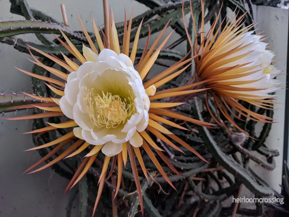 Nattens drottning (Selenicereus grandiflorus) | växt