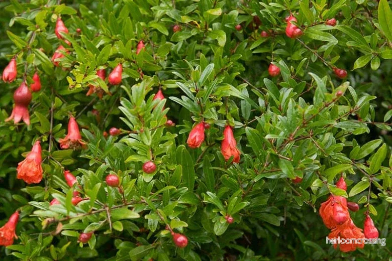 Dvärggranatäpple (Punica granatum "nana") | frön, 10 st.