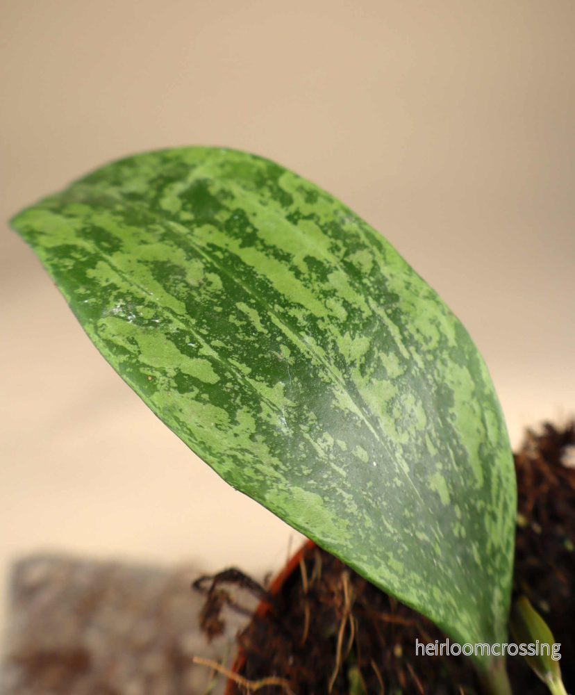 Hoya sp. rangsan - Bild 2