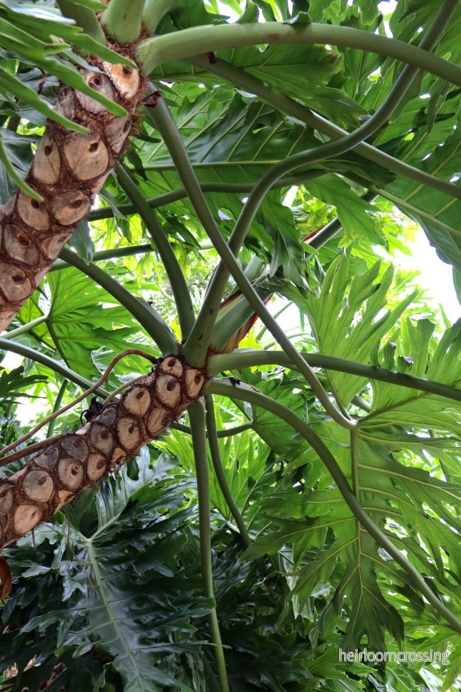 Philodendron bipinnatifidum - Bild 2