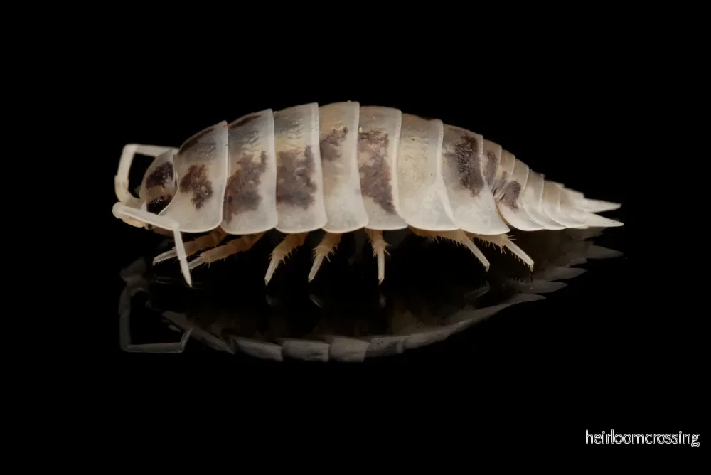 Slät grå bänkbitare (Porcellio laevis "Dairy Cow") - Bild 3